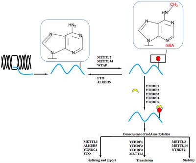 Link Between m6A Modification and Cancers